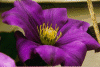 flowspec.gif (135806 bytes)